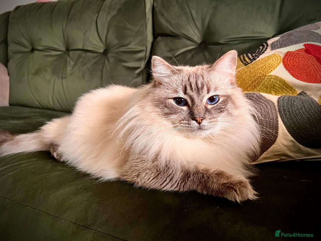 Ragdoll cats for stud: GCCF blue tabby stud Chocolate Carrier in Swindon - Advert 2