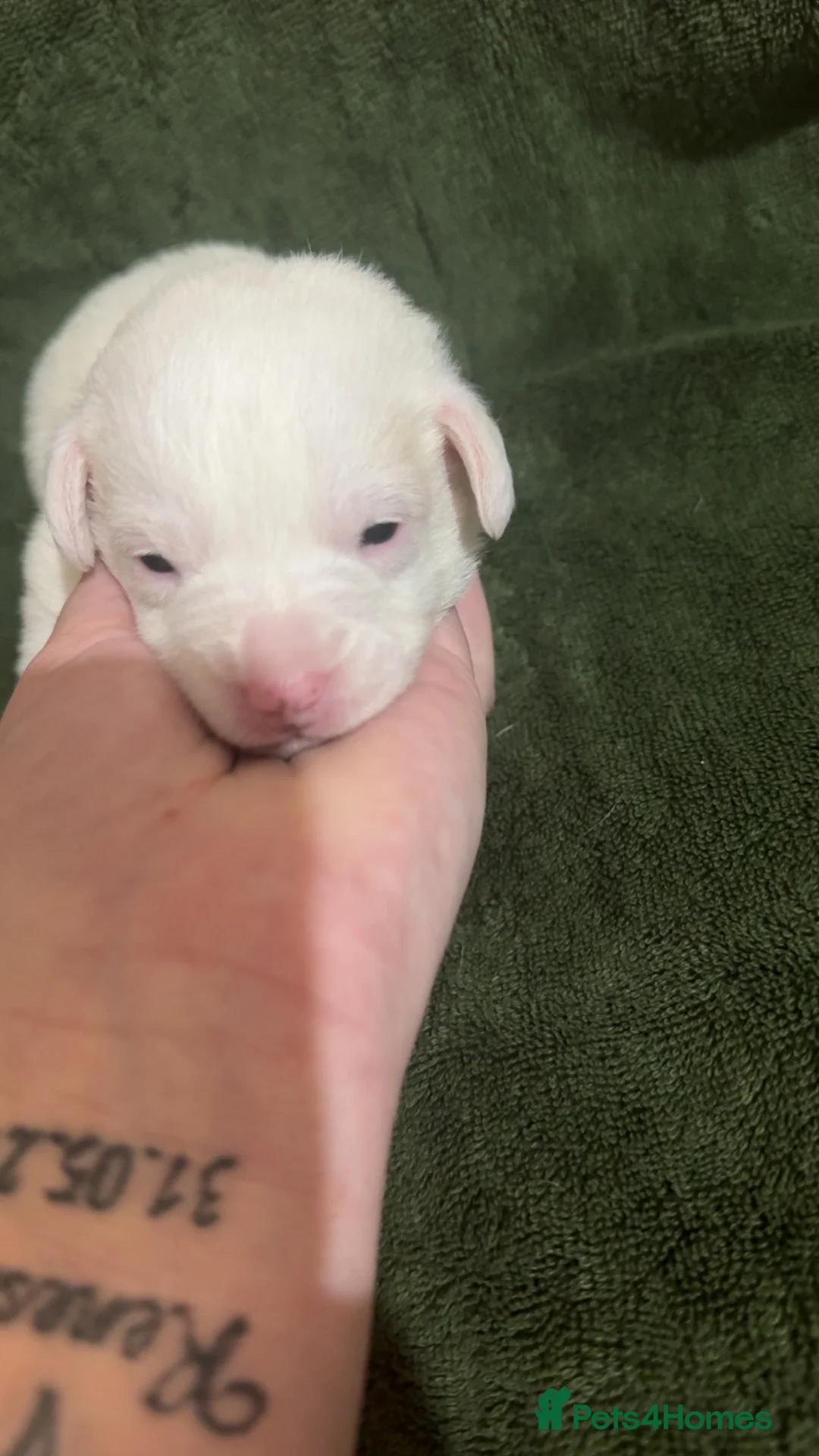 Jack Russell dogs for sale: Jack Russell puppies - Advert 8