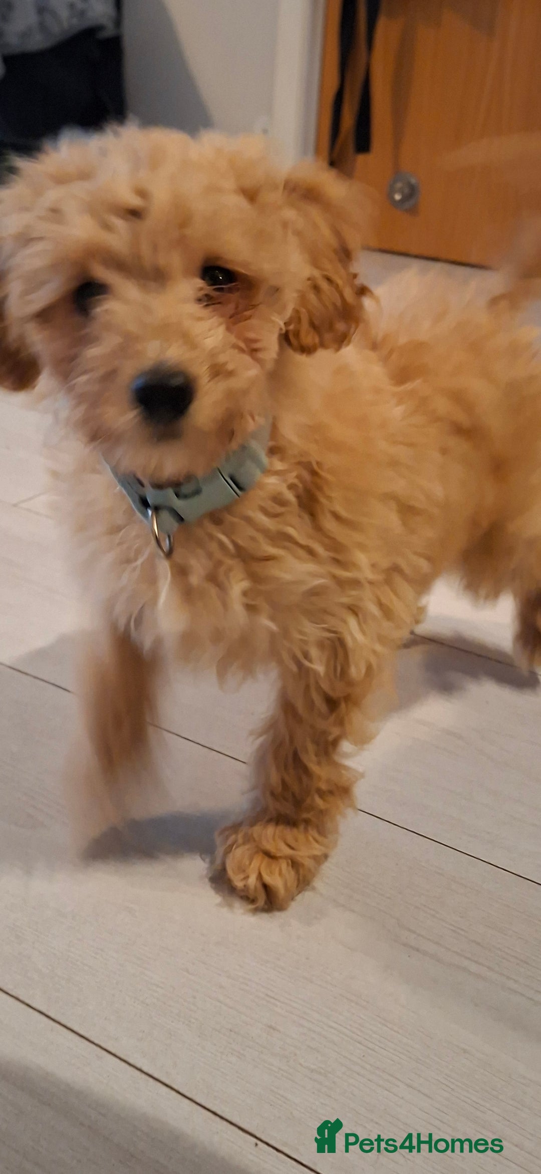 Cavapoo dogs for sale: Young male cavapoo puppy looking for home  - Advert 3