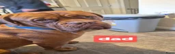 Dogue De Bordeaux dogs for sale: DOGUE DE BORDEAUX PUPPIES in Newark - Advert 2