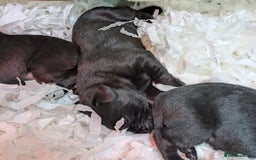 Labrador Retriever dogs for sale: FULLY HEALTH TESTED PARENTS,Smart,Tidy Lab Puppies - Image 14