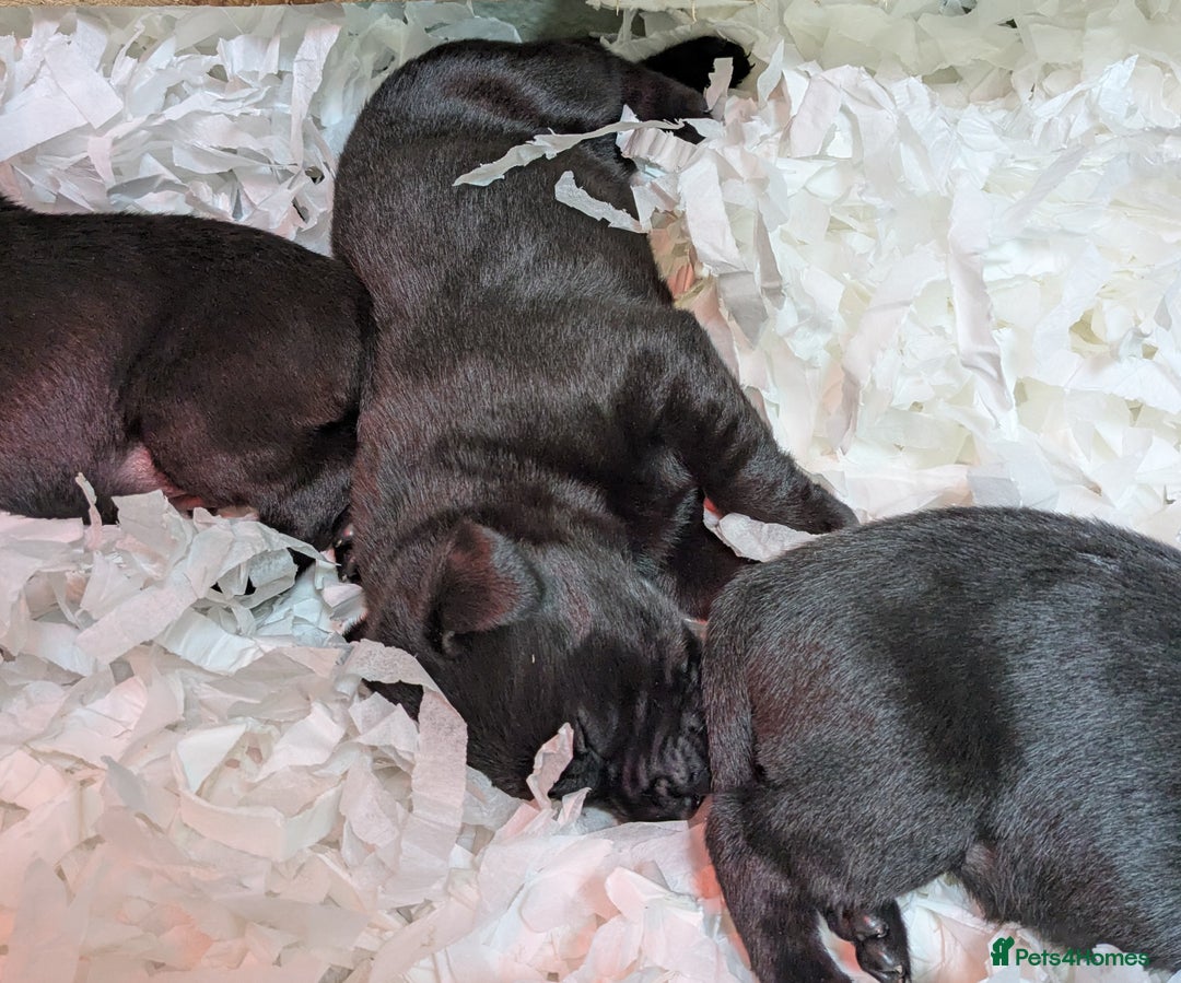 Labrador Retriever dogs for sale: FULLY HEALTH TESTED PARENTS,Smart,Tidy Lab Puppies - Image 14
