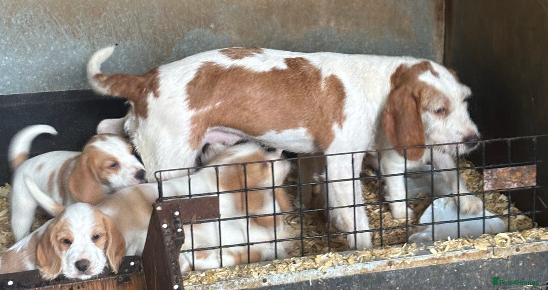 Beagle dogs for sale: Beautiful teckle beagles for sale! - Image 8