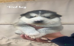 Alaskan Malamute dogs for sale: Pure breed Alaskan malamute puppies - Image 8