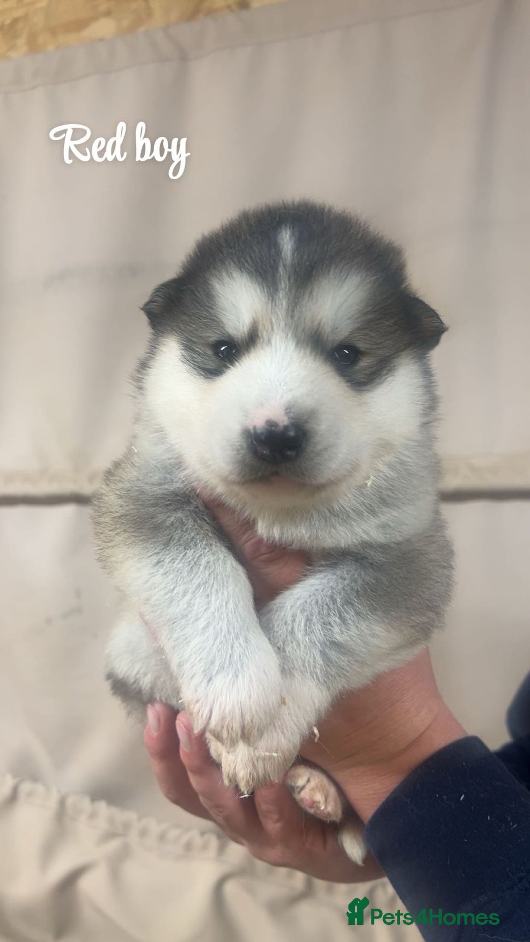Alaskan Malamute dogs for sale: Pure breed Alaskan malamute puppies - Image 8