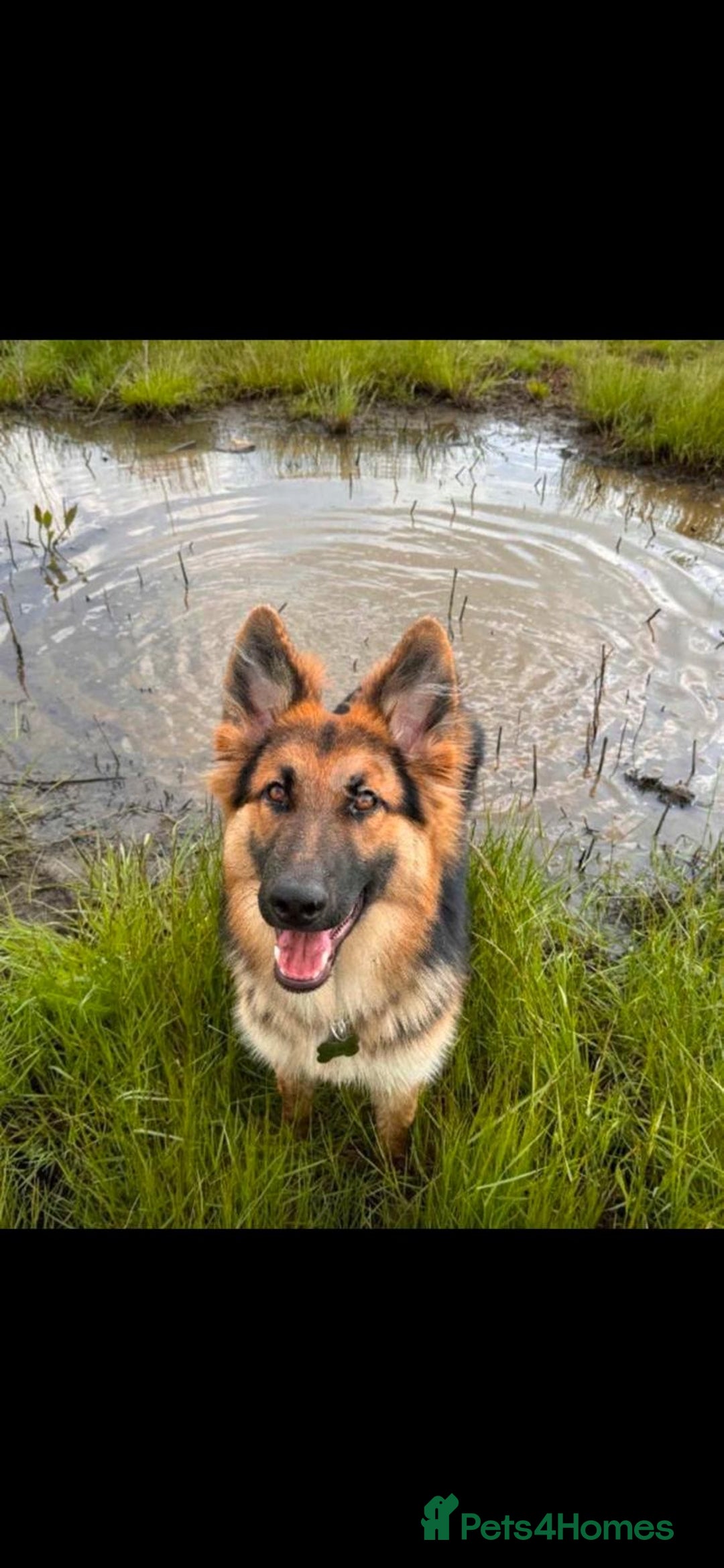 German Shepherd dogs for stud: German shepherd for stud  - Advert 4