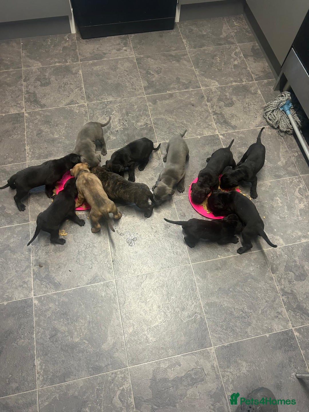 Cane Corso dogs for sale: Cane corso puppies  - Image 1