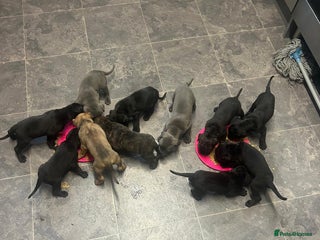 Cane Corso dogs - Advert 12