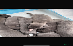 Staffordshire Bull Terrier dogs for stud: (ROCKY) rezevoire prince amond  - Image 10