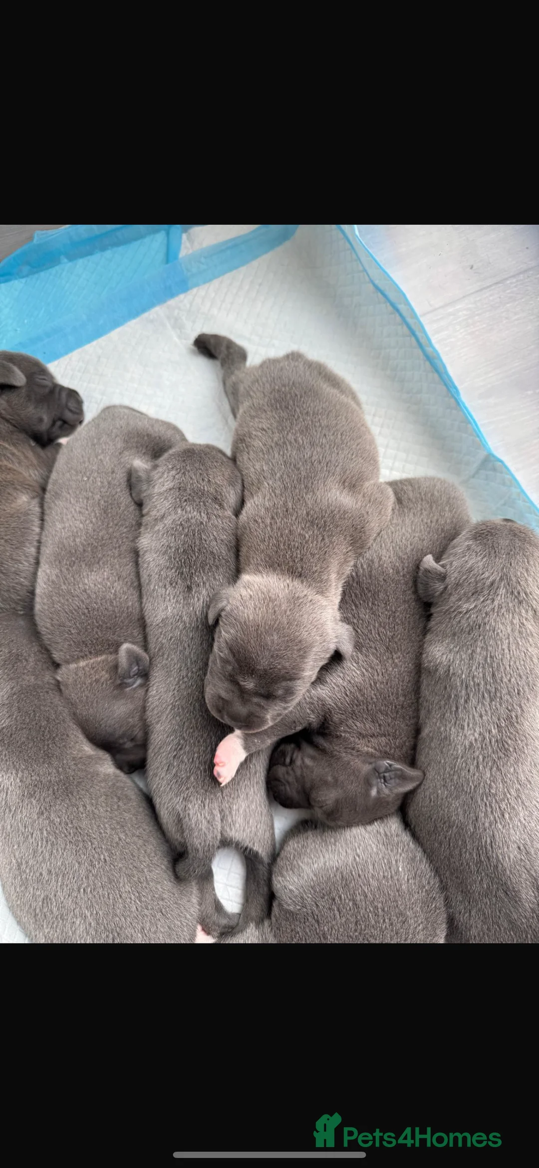 Staffordshire Bull Terrier dogs for stud: (ROCKY) rezevoire prince amond  - Advert 10