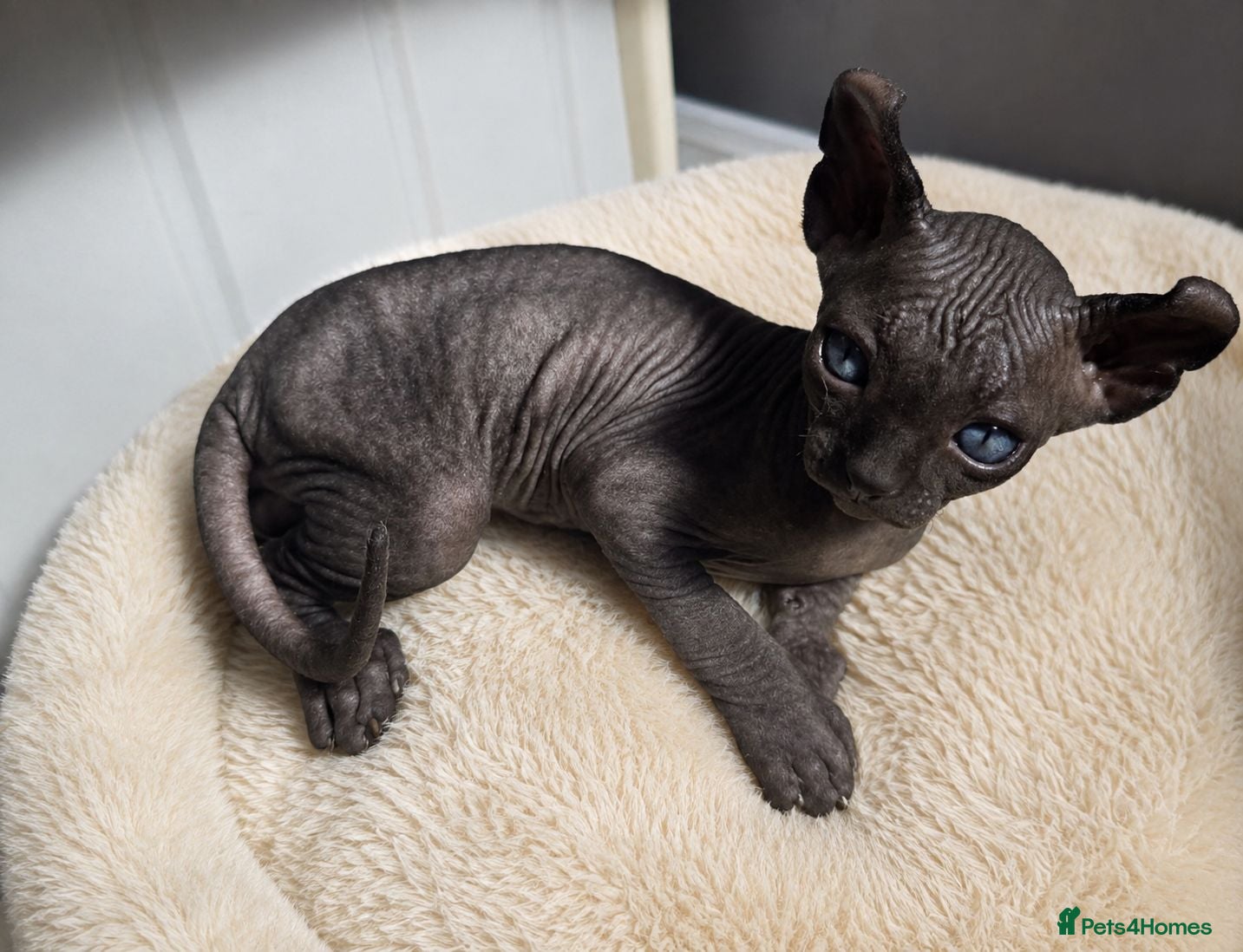 Sphynx cats SPHYNX 😸 TICA ♥️ TESTED 🩵 SPHYNX KITTENS  - Advert 2