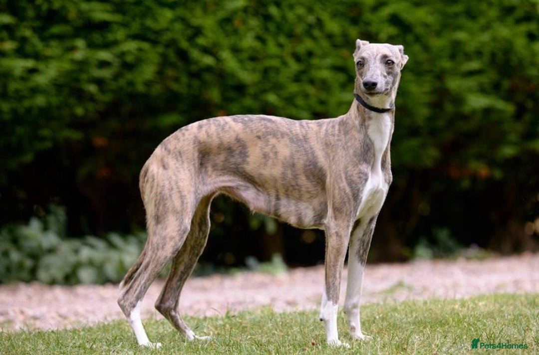 Whippet dogs for sale: Whippet  - Advert 14