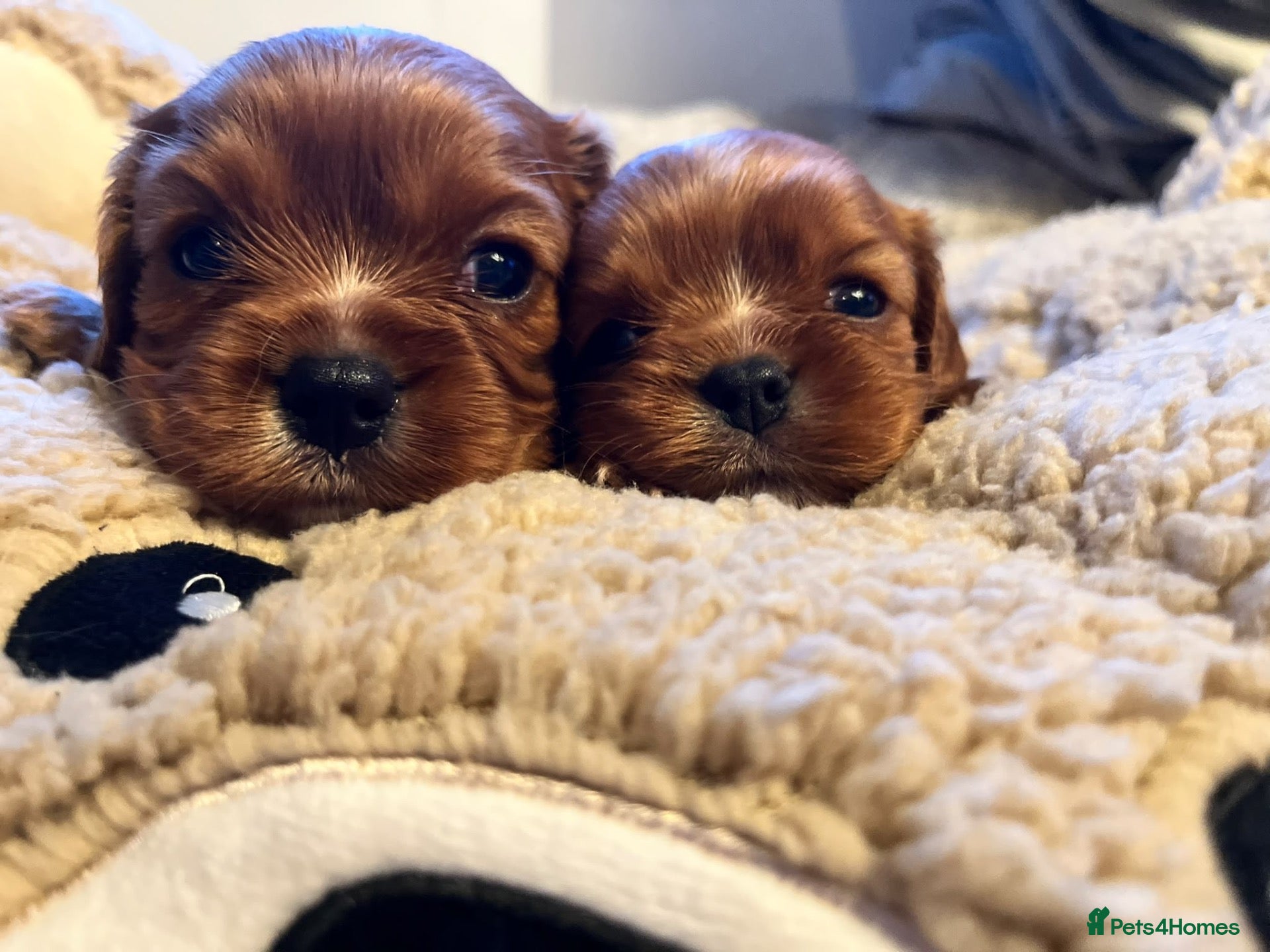 Cavalier King Charles Spaniel dogs Kc reg/ health tested. Cavalier puppies /2 left - Advert 5