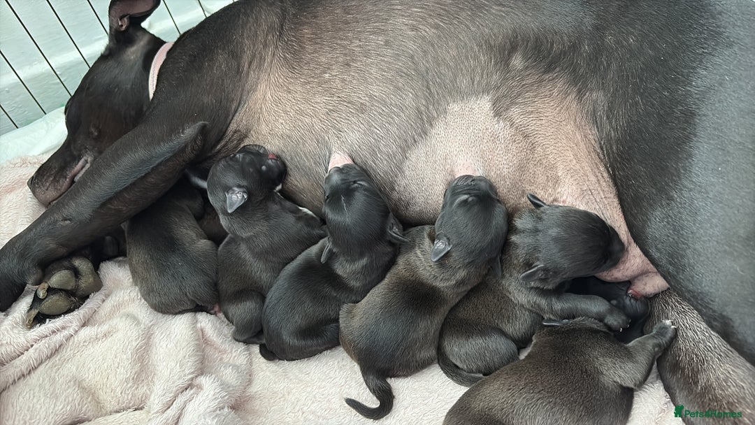 Staffordshire Bull Terrier dogs for sale: Stafford bull terrier pups - Image 1