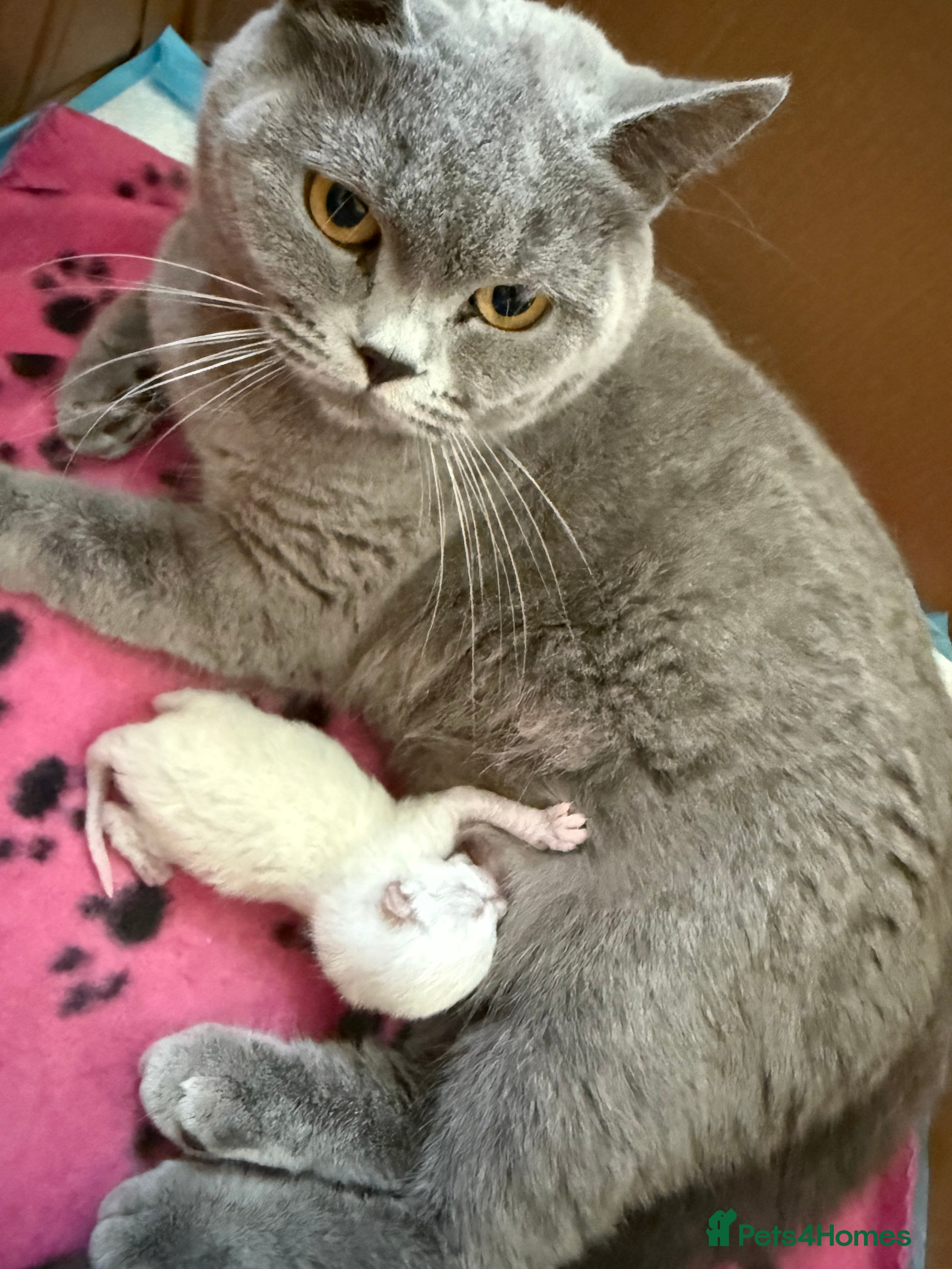 British Shorthair cats kittens - Advert 16