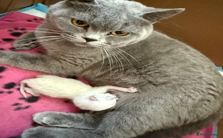 British Shorthair cats kittens - Advert 3