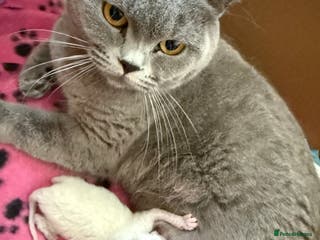 British Shorthair cats kittens - Advert 3