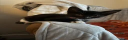 Domestic Shorthair cats for sale: Male Kitten - Advert 5