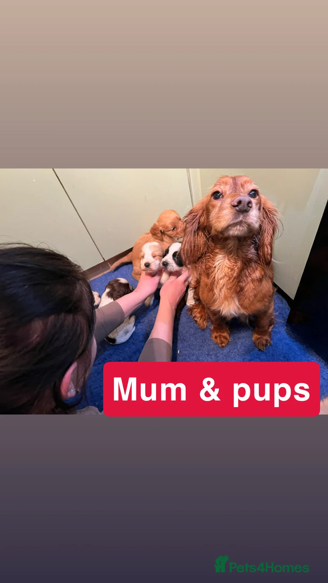 Cocker Spaniel dogs for sale: Kc Reg,health clear, working type cocker spaniel - Advert 19