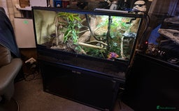 Gecko reptiles for sale: Female lilly white gecko and set up  - Image 9