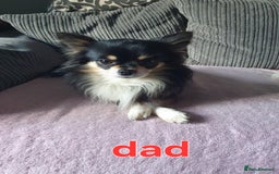 Chihuahua dogs for sale: Chihuahuas puppy's   - Image 37
