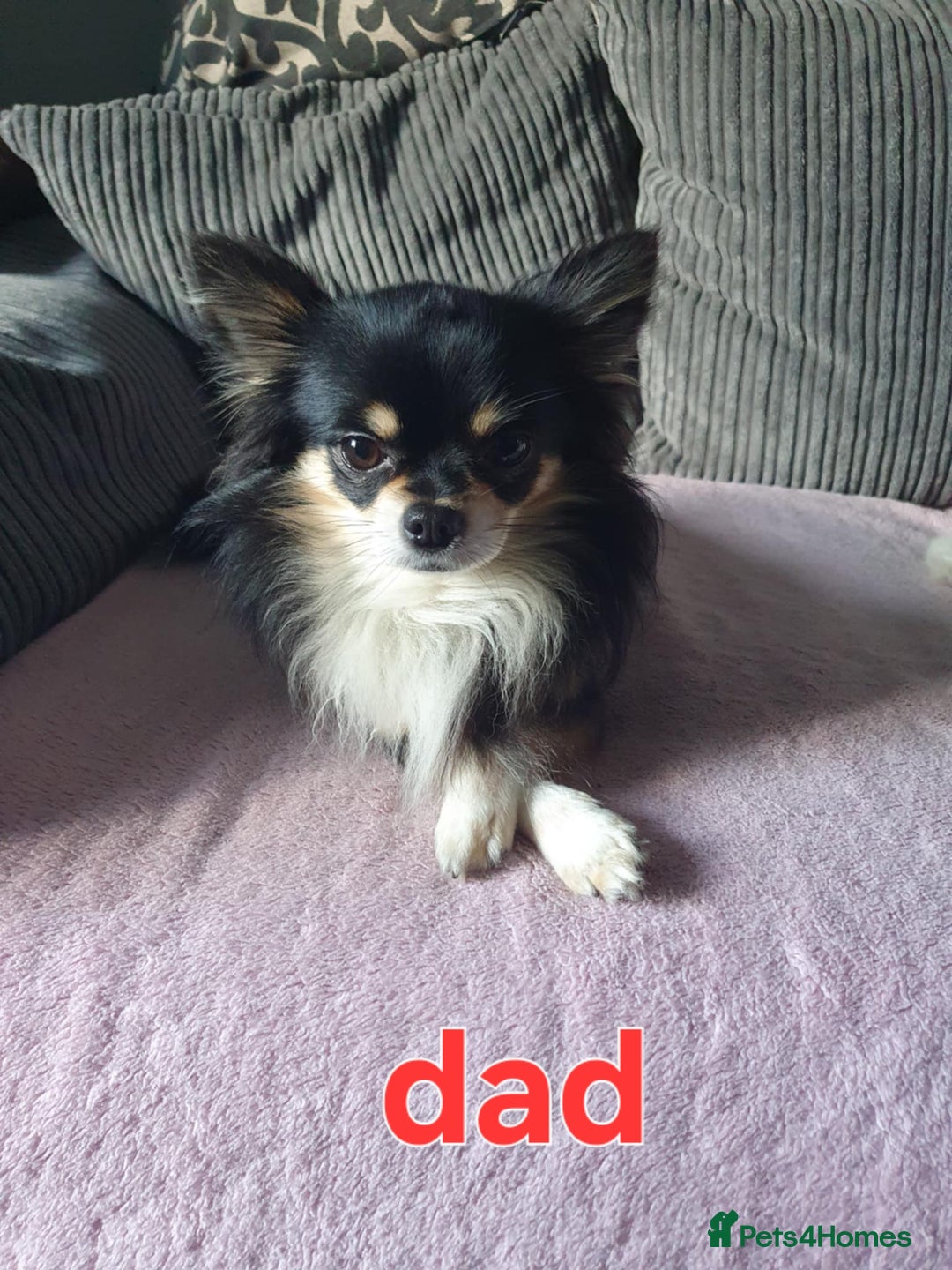 Chihuahua dogs for sale: Chihuahuas puppy's   - Image 37