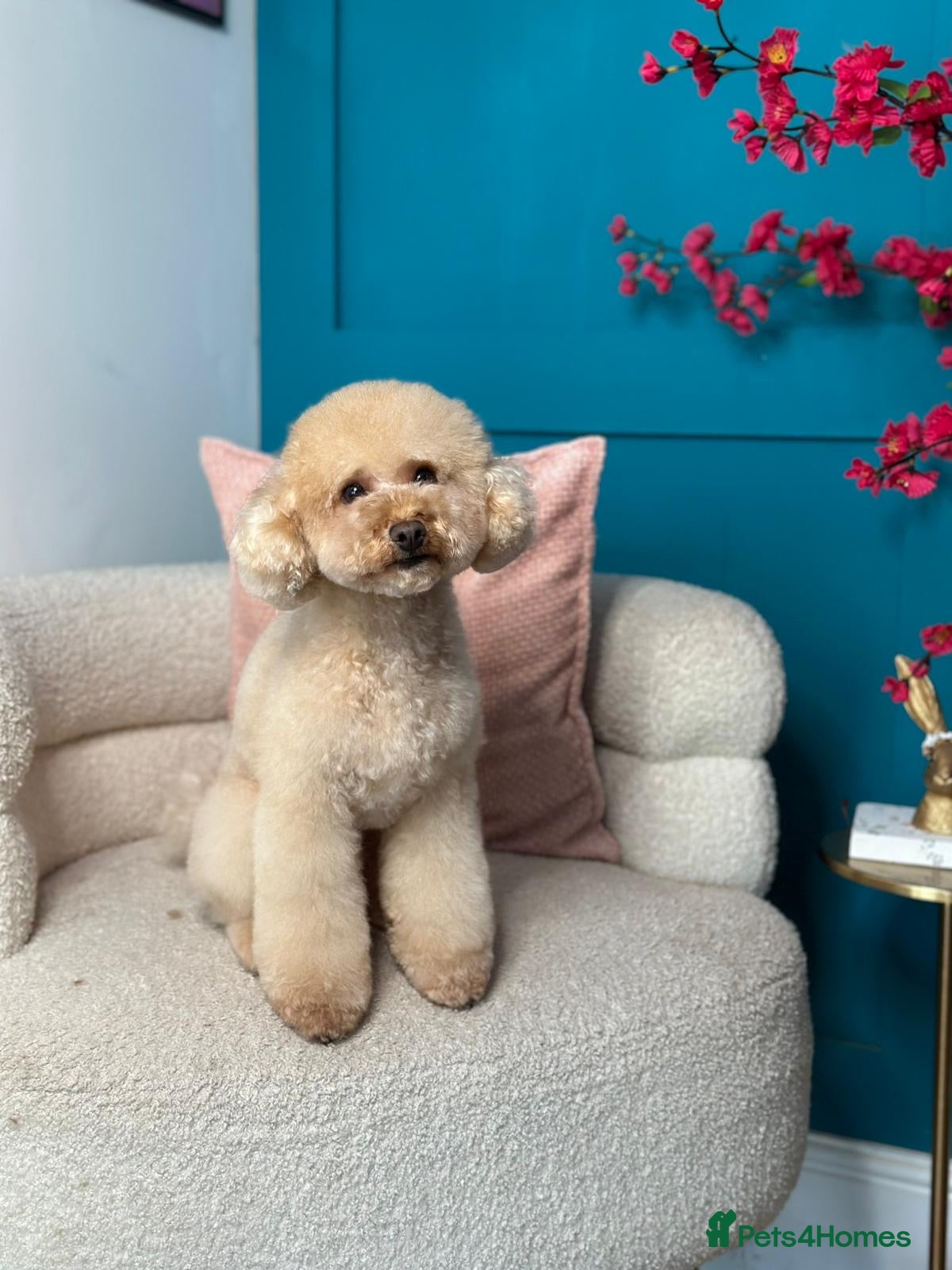 Toy Poodle dogs  proven tiny 2.3kg KC registered red toy poodle  - Advert 13
