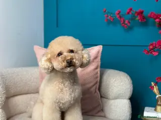 Toy Poodle dogs proven tiny 2.3kg KC registered red toy poodle - Advert 13