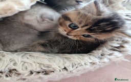 British Shorthair cats for sale: British Shorthair kittens - Image 6