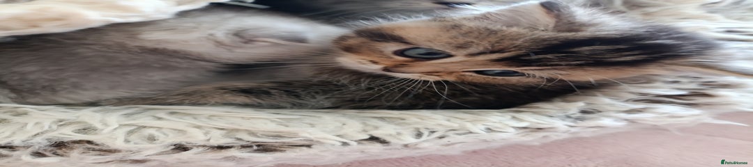 British Shorthair Kitten 2