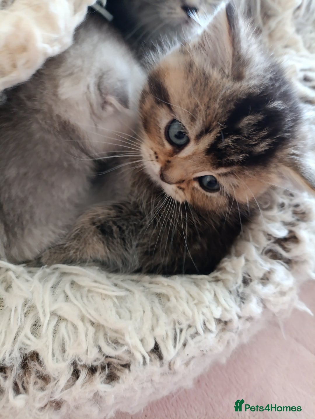 British Shorthair cats for sale: British Shorthair kittens - Image 6