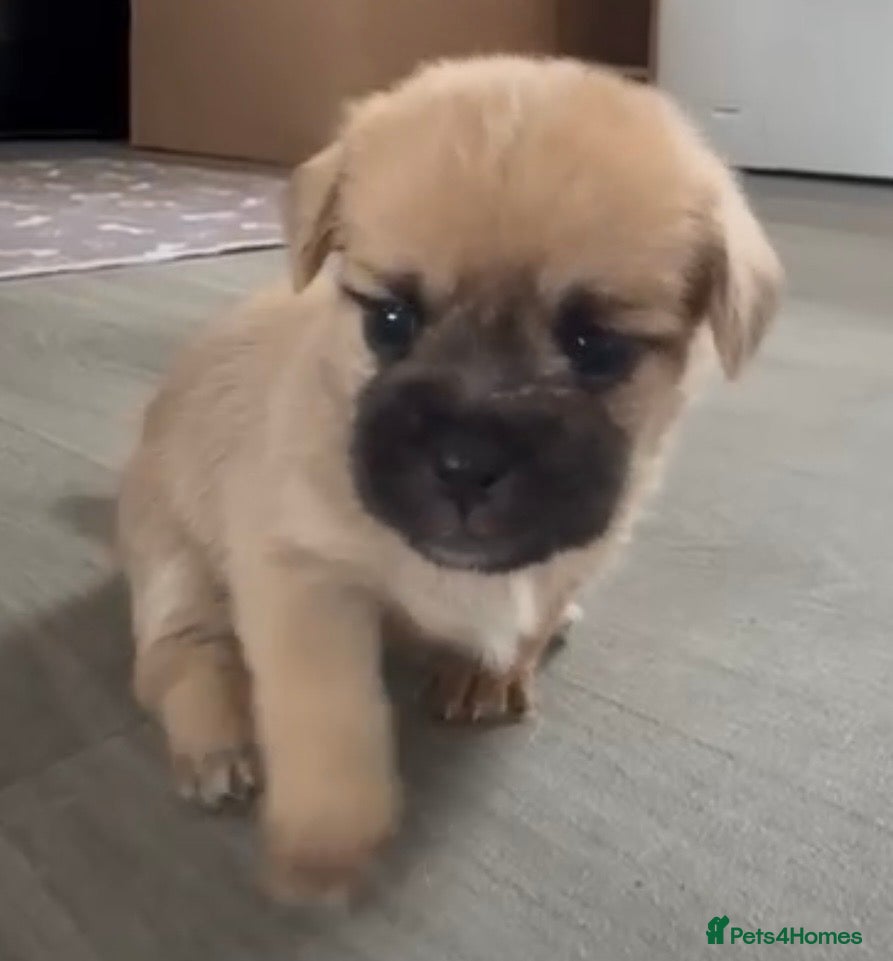Shih Tzu dogs My beautiful pet Mango has had 5 gorheous puppies  - Advert 10