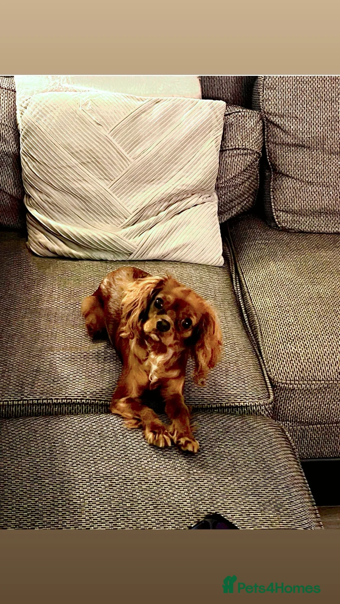 Cavalier King Charles Spaniel dogs for sale: 1-Year-Old Cavalier King Charles Spaniel – Coco in Ashford - Advert 5