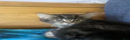 Mixed Breed cats for sale: 3 Litters of Loving and Playful Kittens  - Advert 8