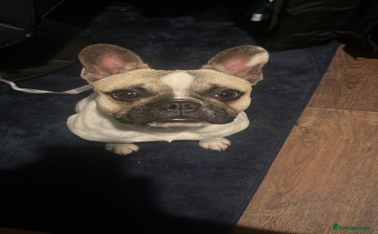 French Bulldog dogs - Advert 1