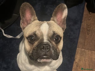 French Bulldog dogs - Advert 7