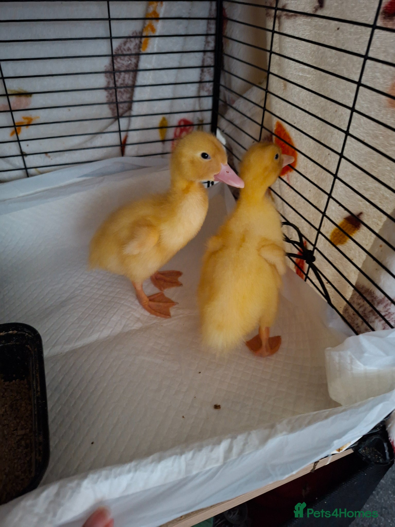 Ducks poultry 2 mixed breed ducklings for sale - Advert 4