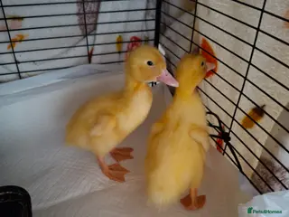 Ducks poultry 2 mixed breed ducklings for sale - Advert 4