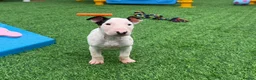 English Bull Terrier dogs for sale: Stunning English bull terrier puppies for sale  - Advert 2