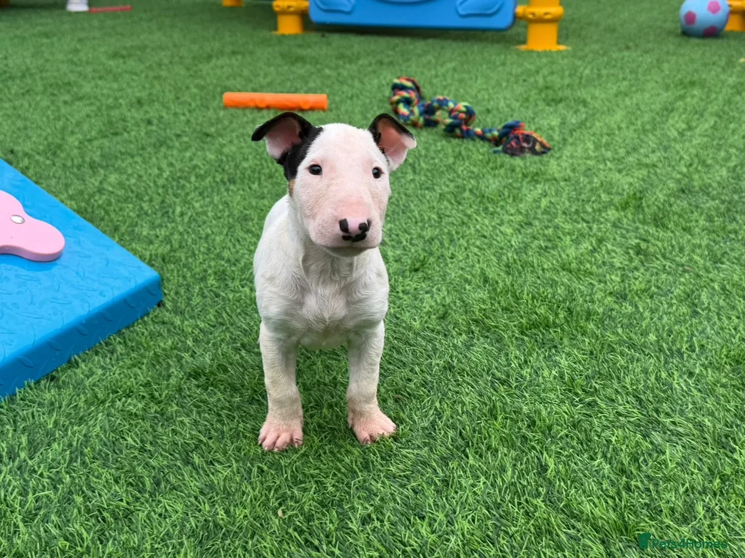 English Bull Terrier dogs for sale: Stunning English bull terrier puppies for sale  - Advert 2