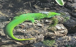 Gecko reptiles for sale: Madagascan giant day geckos with vivarium - Advert 16