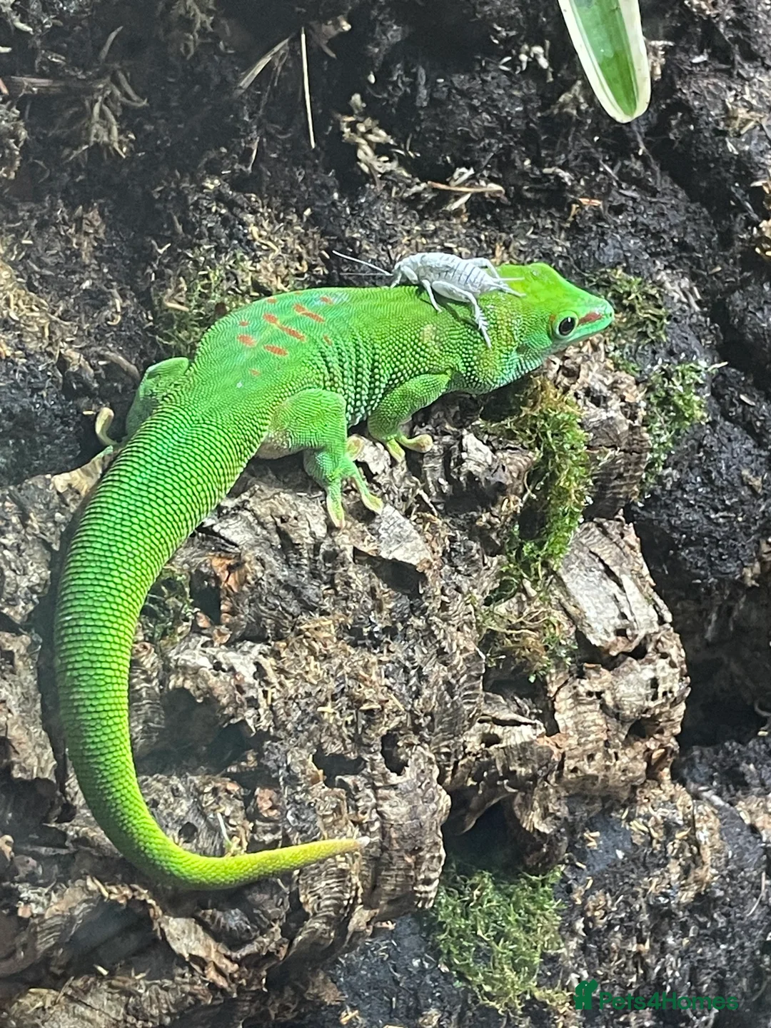 Gecko reptiles for sale: Madagascan giant day geckos with vivarium - Advert 16