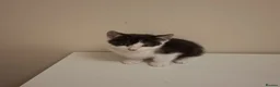Mixed Breed cats for sale: Kittens for adoption  in Lytham Saint Annes - Advert 7