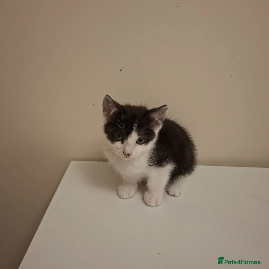 Mixed Breed cats for sale: Kittens for adoption  in Lytham Saint Annes - Advert 7