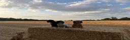 Cocker Spaniel dogs for sale: Cocker Spaniel  - Advert 5