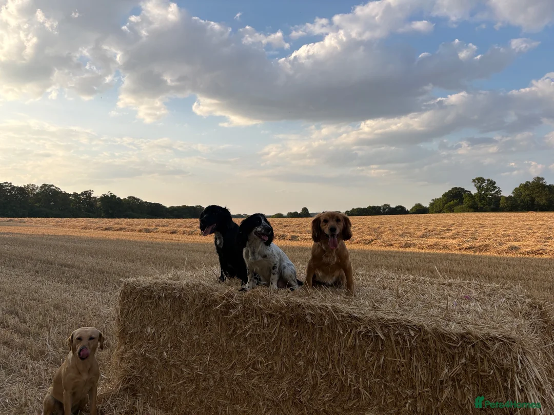Cocker Spaniel dogs for sale: Cocker Spaniel  - Advert 5
