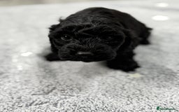 Cockapoo dogs for sale: Outstanding Cockapoos Fully Health Tested  - Image 22