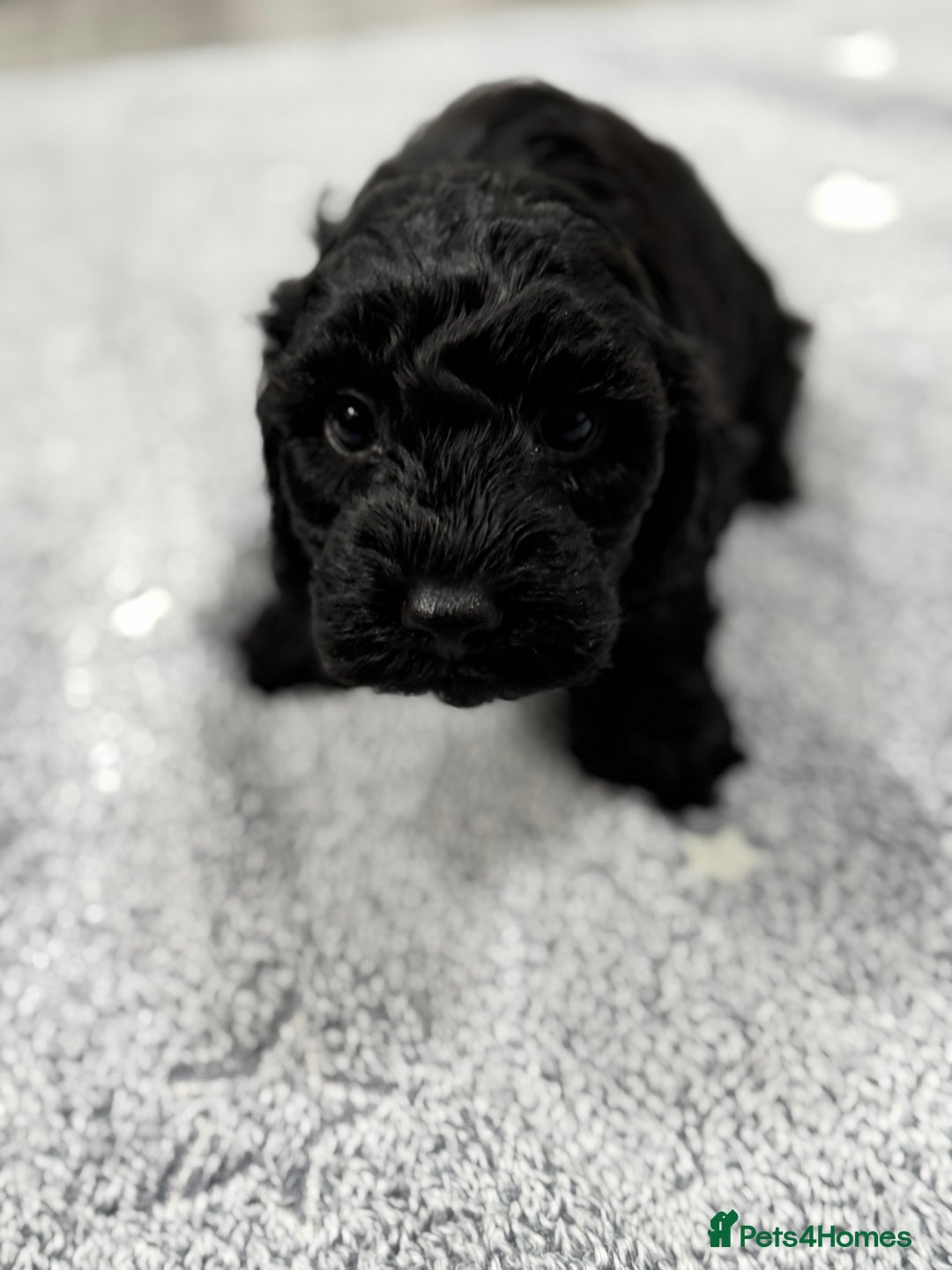 Cockapoo dogs for sale: Outstanding Cockapoos Fully Health Tested  - Image 22
