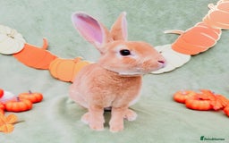 Rex rabbits for sale: Show Quality Mini Rex Orange Buck - Image 2