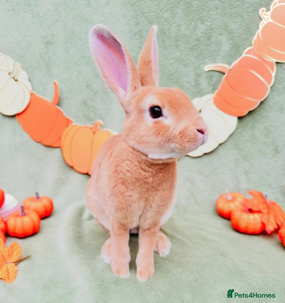 Rex rabbits for sale: Show Quality Mini Rex Orange Buck - Image 2